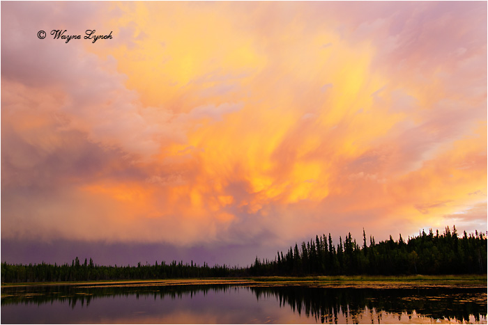 Boreal Sunset NWT by Dr. Wayne Lynch &copy;